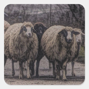 Rustic country road ranch farm herd of sheep square sticker