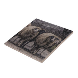 Rustic country road ranch farm herd of sheep tile