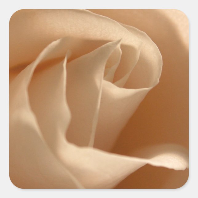 Rustic Cream Coloured Rose Wedding Envelope Seal (Front)