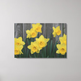 Rustic Daffodil Flower Country Garden Fence Photo Canvas Print