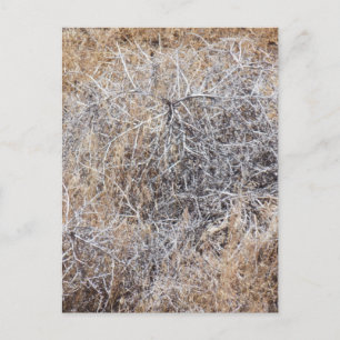 Rustic Dry Tumbleweed Postcard