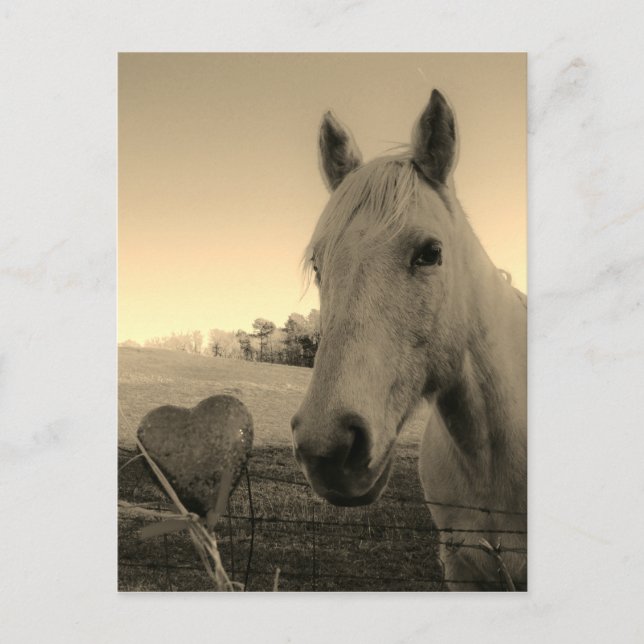 Rustic Horse and Heart Valentine Postcard (Front)