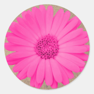 Rustic Hot Pink Gerber Daisy Round Stickers Seals