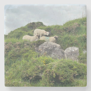 Rustic Ireland Three Irish Sheep Stone Coaster