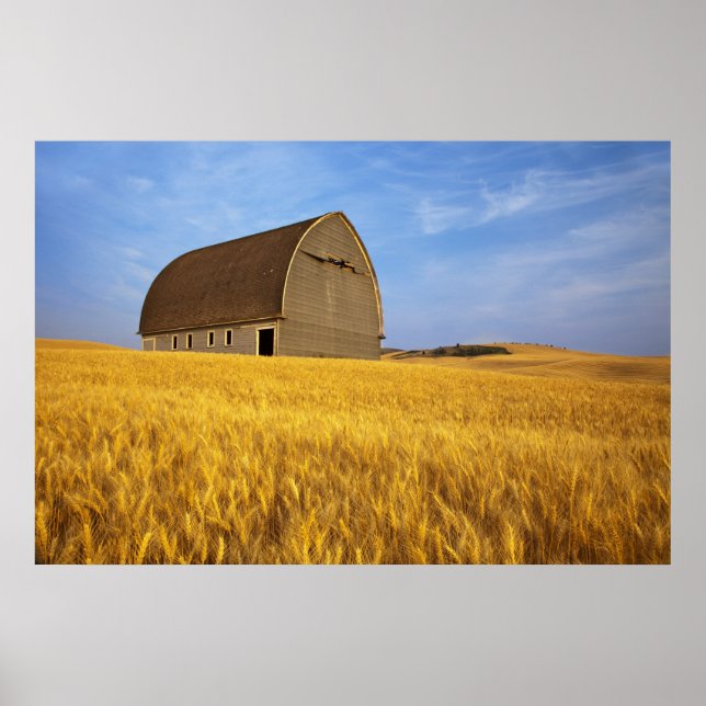 Rustic old barn in mature wheat field in the 2 poster (Front)