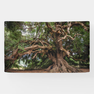 Rustic Old Olive Tree Banner