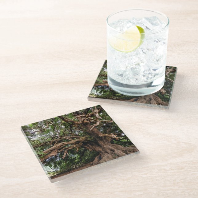 Rustic Old Olive Tree Glass Coaster (Angled)