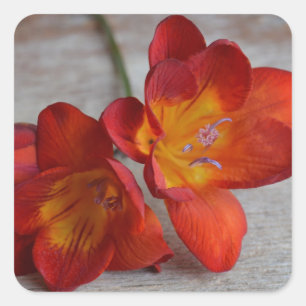 Rustic Orange Freesia Flower Stickers