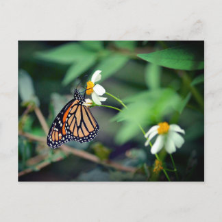 Rustic Photo | Monarch and Wildflowers Postcard