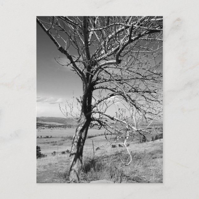 Rustic Postcard (Front)