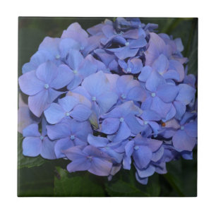 Rustic Purple Hydrangea macrophylla Ceramic Tile