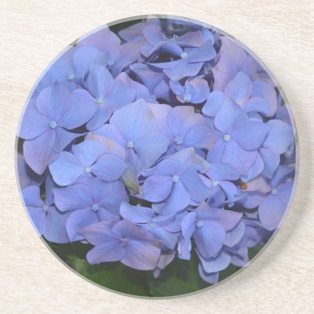 Rustic Purple Hydrangea macrophylla   Coaster (Front)