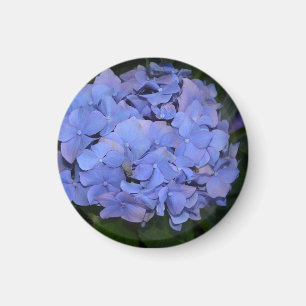 Rustic Purple Hydrangea macrophylla  Magnet