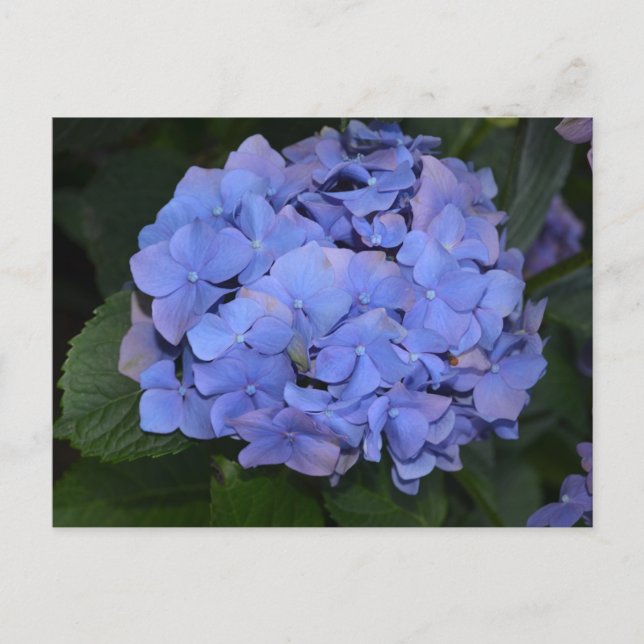 Rustic Purple Hydrangea macrophylla  Postcard (Front)