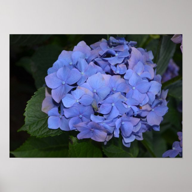 Rustic Purple Hydrangea macrophylla   Poster (Front)
