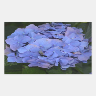 Rustic Purple Hydrangea macrophylla Rectangular Sticker