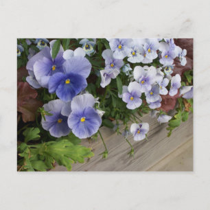 Rustic Purple Pansy Floral Postcard