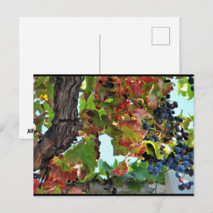 Rustic Red Grape Vine Postcard