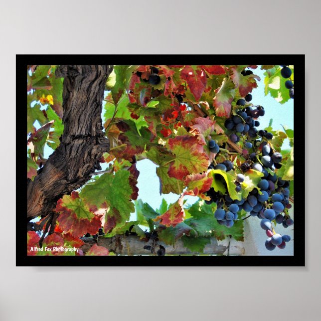 Rustic Red Grape Vine Poster (Front)