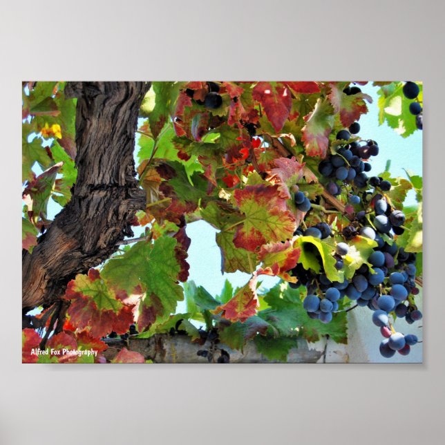 Rustic Red Grape Vine Poster (Front)