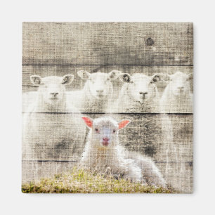 Rustic Sheep Baby Lamb Burlap Magnet