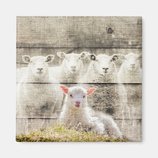 Rustic Sheep Baby Lamb Burlap Magnet (Front)