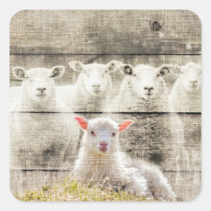 Rustic Sheep Baby Lamb Burlap Square Sticker