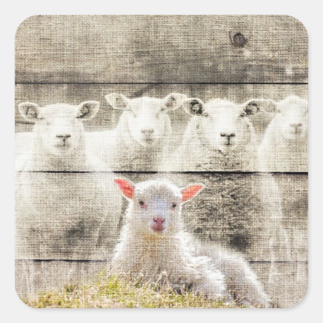 Rustic Sheep Baby Lamb Burlap Square Sticker (Front)