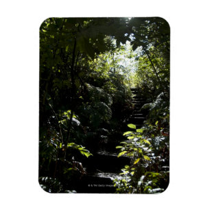 Rustic staircase/footpath in forest, sunlight magnet