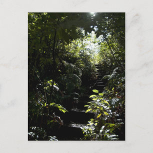 Rustic staircase/footpath in forest, sunlight postcard