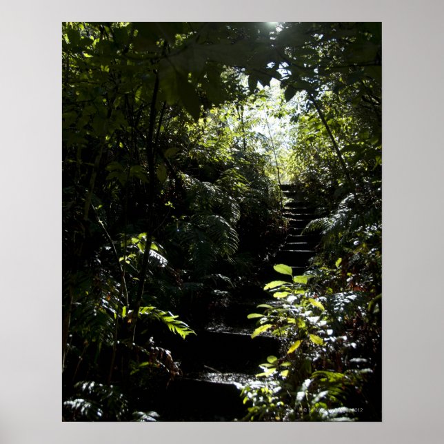 Rustic staircase/footpath in forest, sunlight poster (Front)