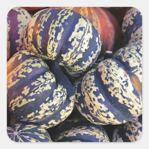 Rustic Striped Pumpkins Square Sticker