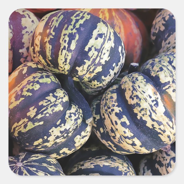 Rustic Striped Pumpkins  Square Sticker (Front)