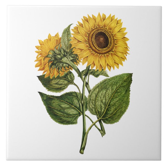 Rustic Sunflower Decorative Ceramic Tile (Front)