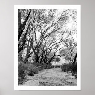 Rustic Trail with Trees Poster