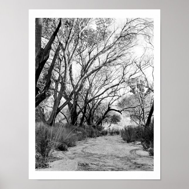 Rustic Trail with Trees Poster (Front)