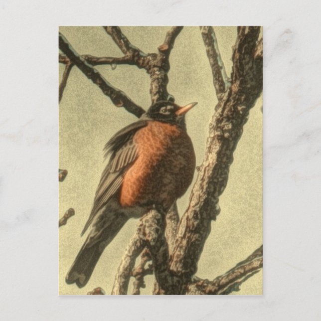 Rustic Tree branches  Michigan State Bird Robin Postcard (Front)