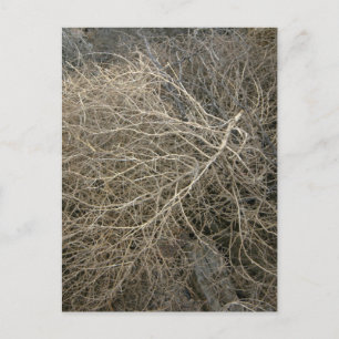 Rustic Tumbleweed Postcard