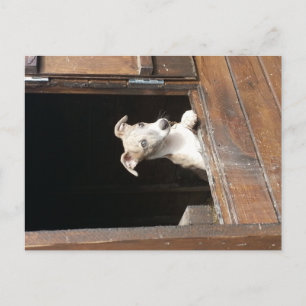 Rustic Whippet Postcard