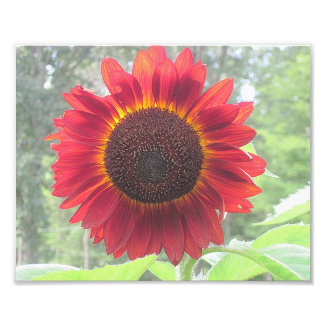 Rusty Sunflower Photo Print (Front)