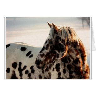 Rusty the Appaloosa