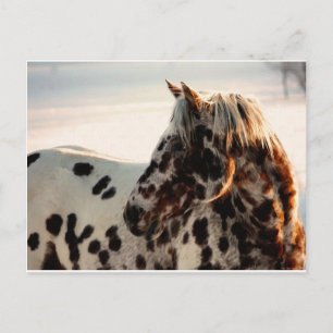 Rusty the Appaloosa Postcard