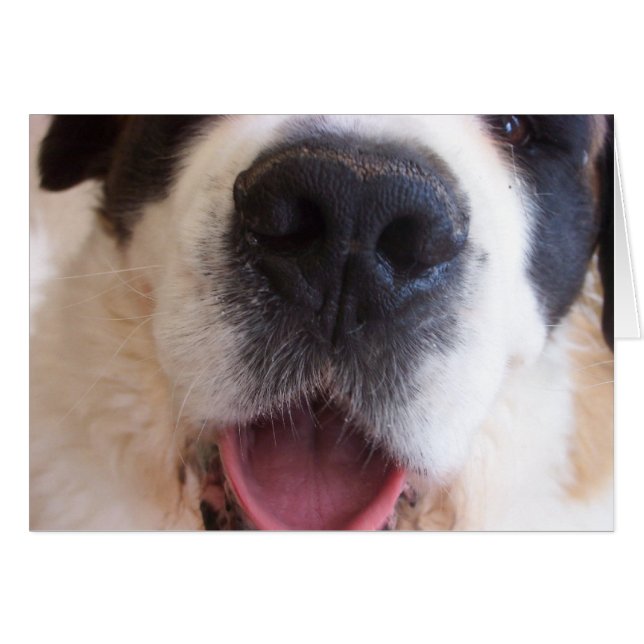 Ruthie's Nose (Front Horizontal)