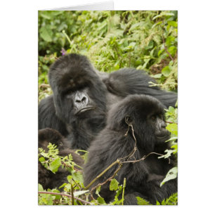 Rwanda, Volcanoes National Park