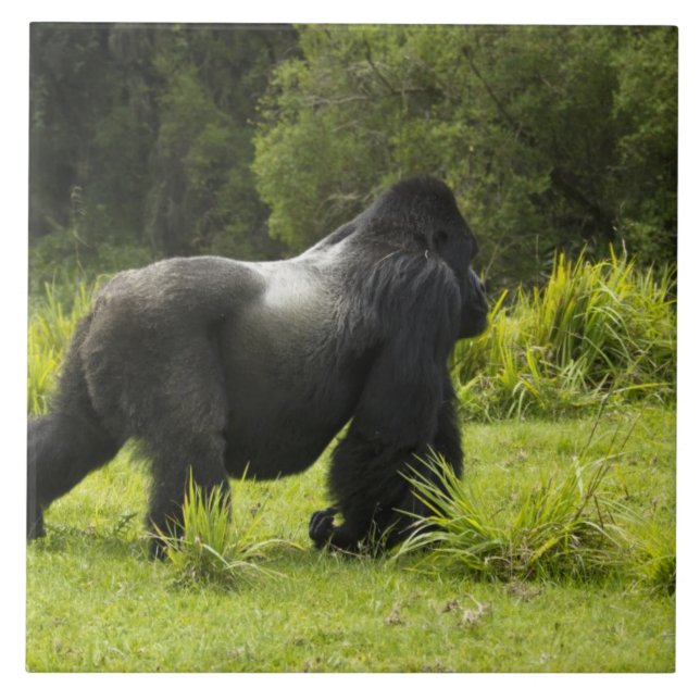 Rwanda, Volcanoes National Park Ceramic Tile (Front)