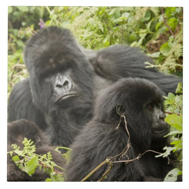 Rwanda, Volcanoes National Park Ceramic Tile (Front)