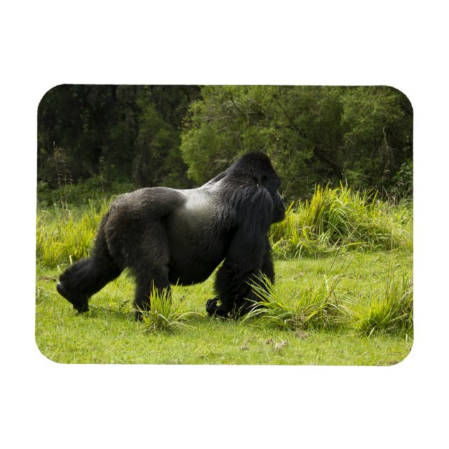 Rwanda, Volcanoes National Park Magnet (Horizontal)