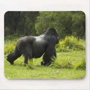 Rwanda, Volcanoes National Park Mouse Pad