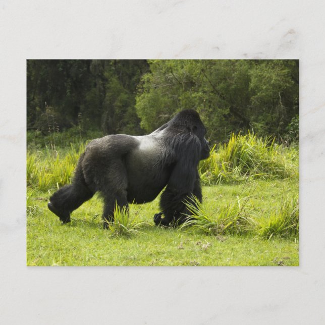 Rwanda, Volcanoes National Park Postcard (Front)