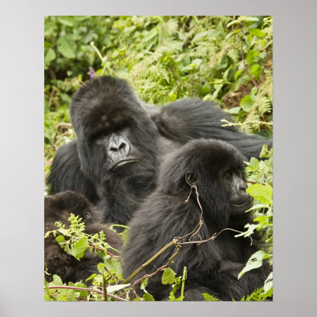 Rwanda, Volcanoes National Park Poster (Front)